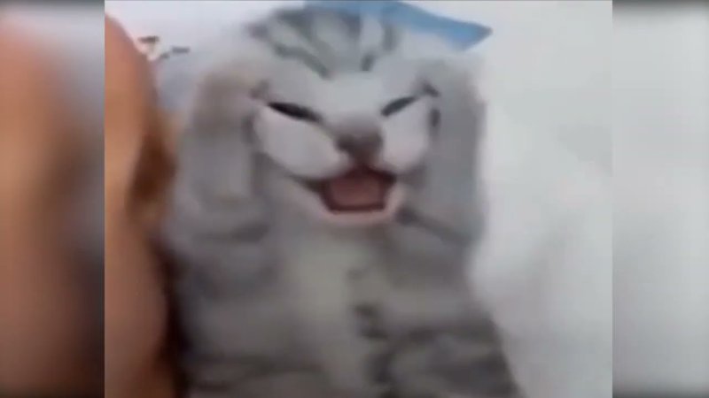 Котёнок орёт и закрывает ушки