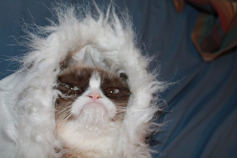 Кот мерзнет