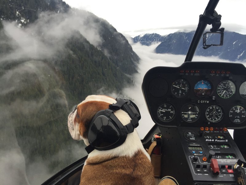 Животные летчики