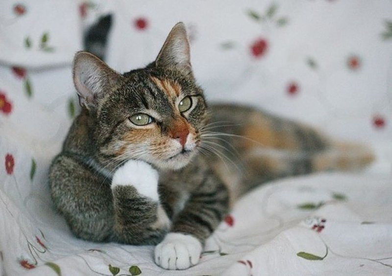 Внимательный кот