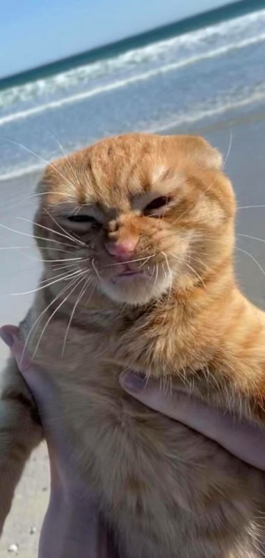 Про рыжего кота