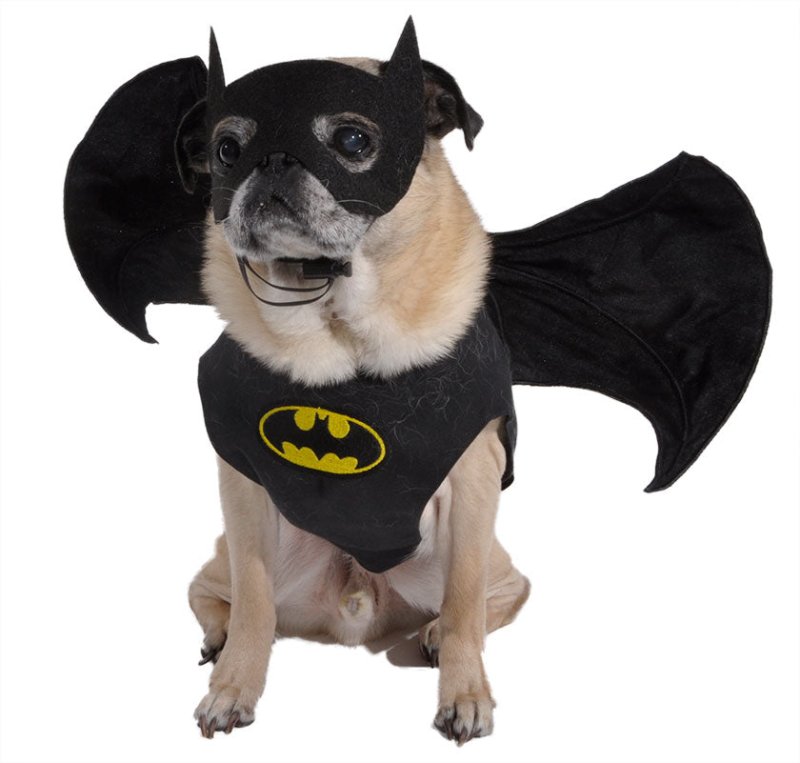 Костюм Бэтмена для собаки