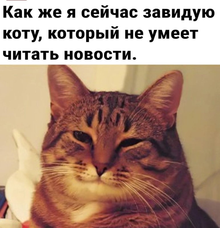 Котик соглашается