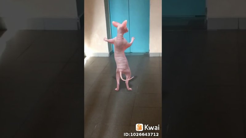 Лысый котенок танцует