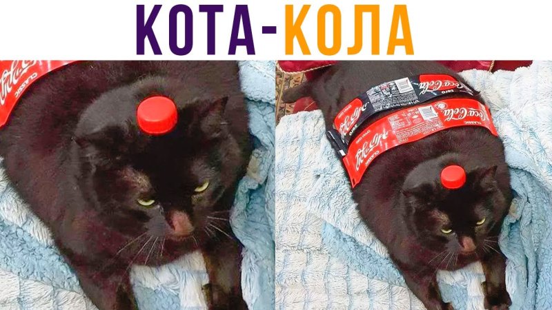 Кола Мем с котом