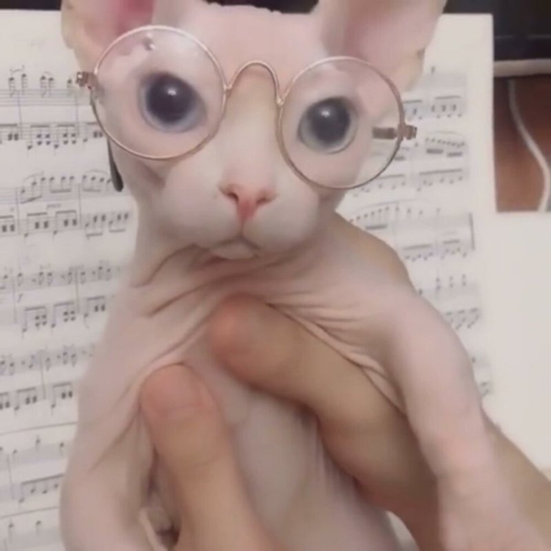 Лысый кот в очках