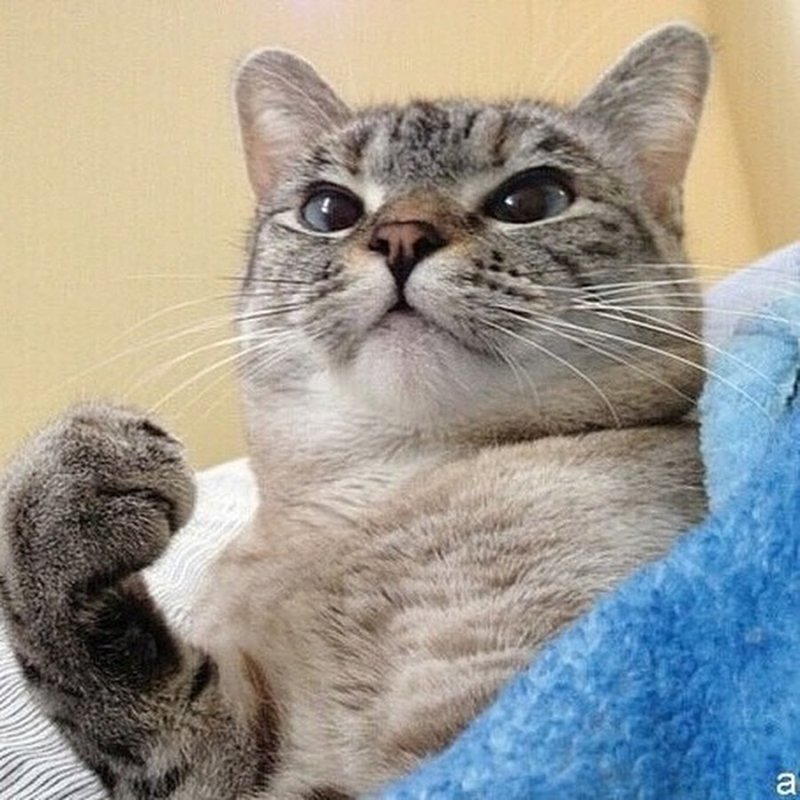 Коты с мамой