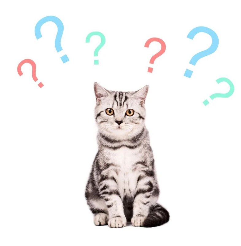 Кот вопросительный знак