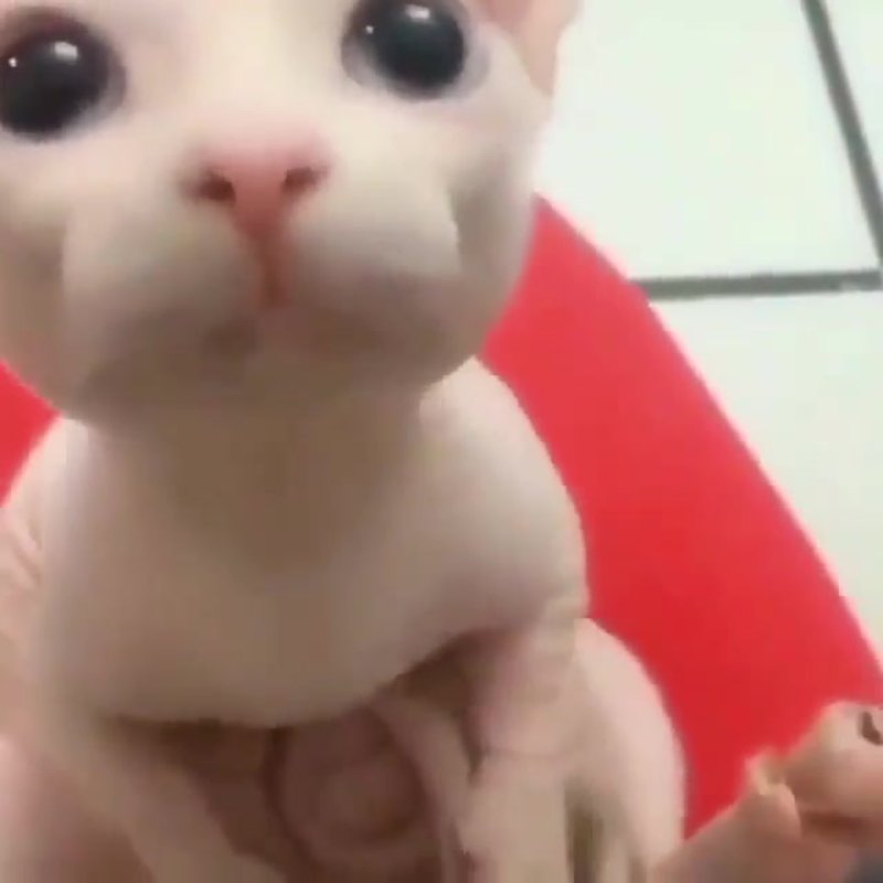 Лысый БИНГУС