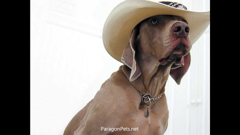 Ковбойский пес собака