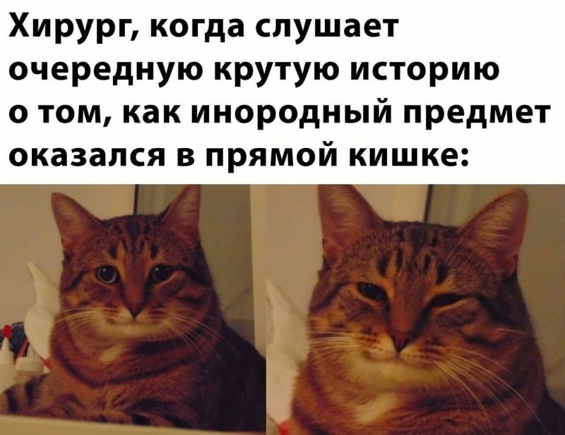 Кот улыбается Мем