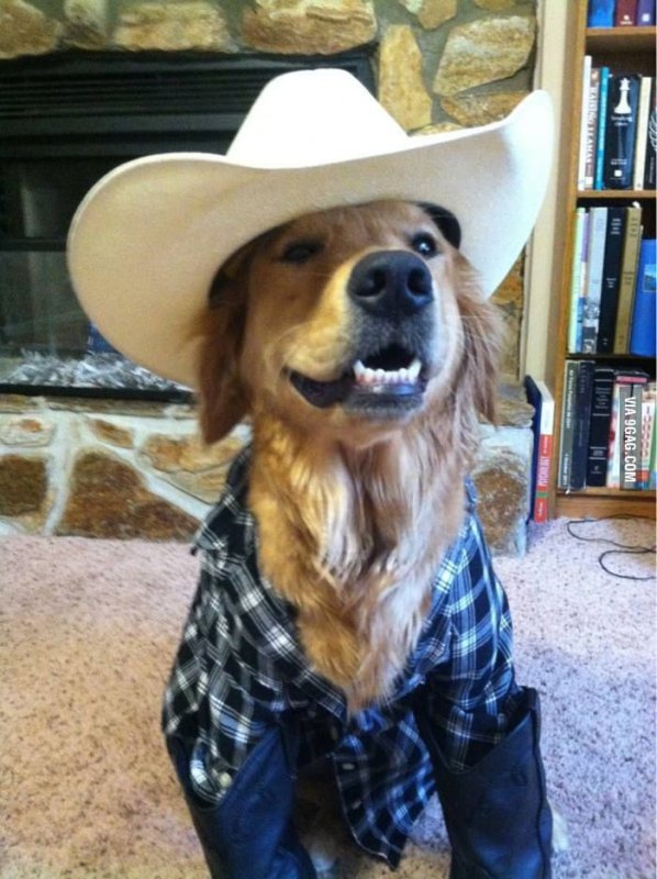 Собака в ковбойской шляпе мультфильм