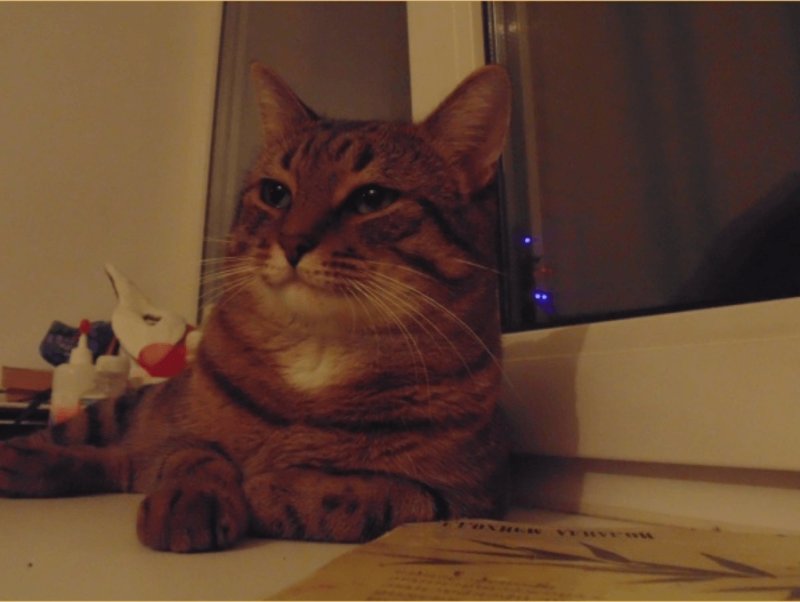 Котэ одобряет