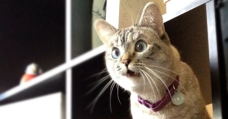 Удивленный котенок