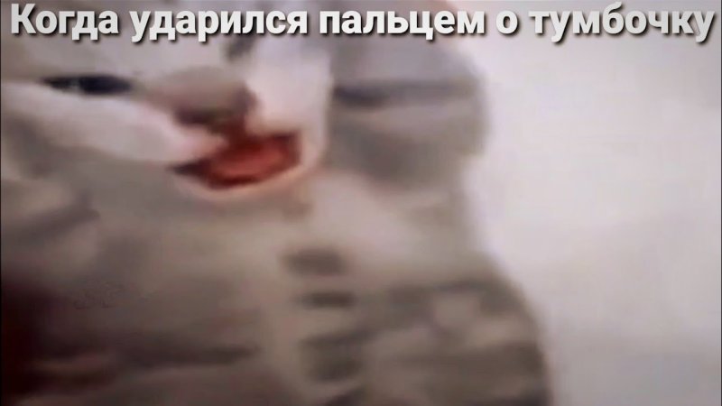 Орущий кот Мем