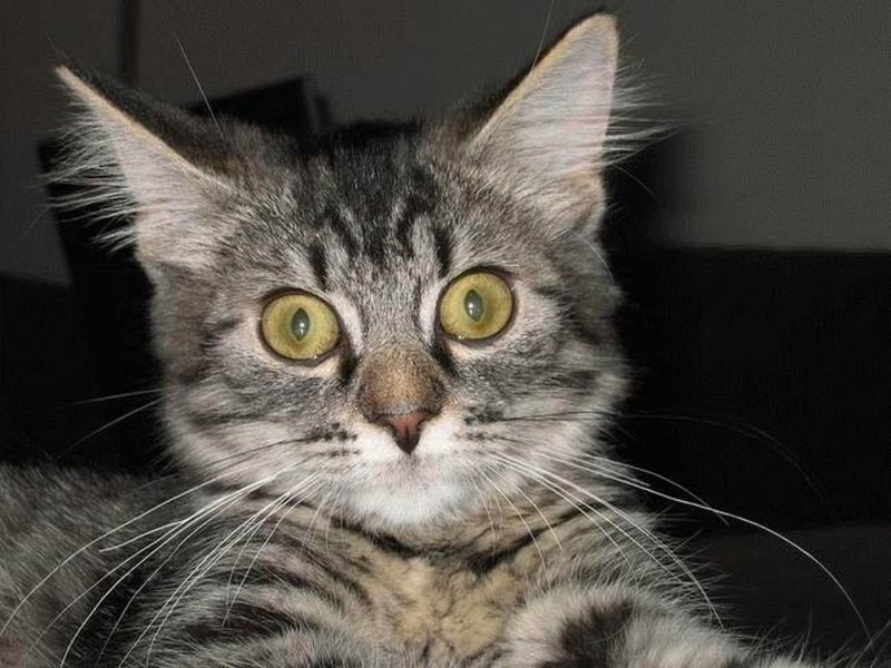 Удивлённый кот