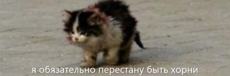 Кот обязательно выживу