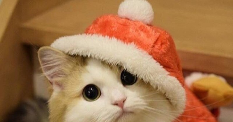 Задумчивый новогодний кот