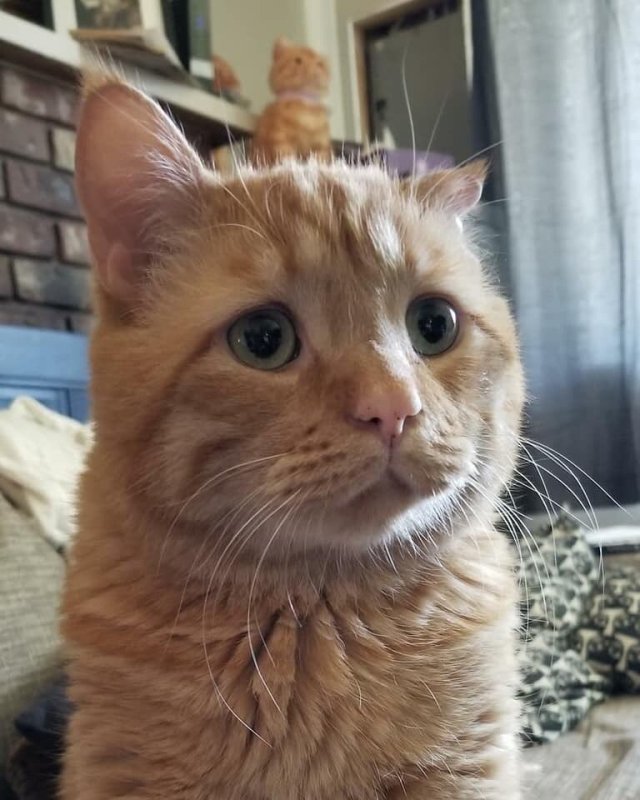 Кот из мемов рыжий