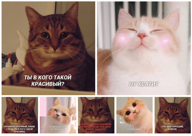 С соглашающимся котом