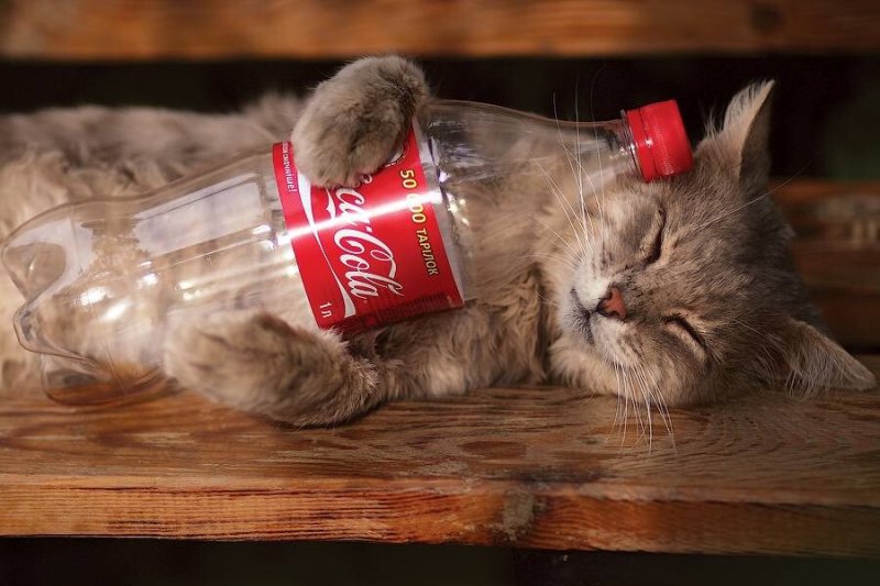 Котик с газировкой