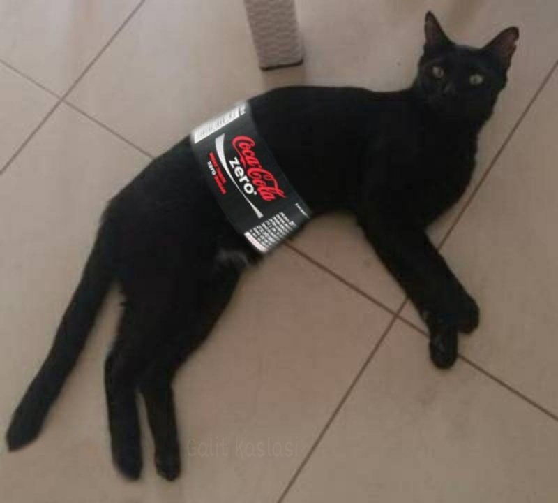 Кот Кока кола