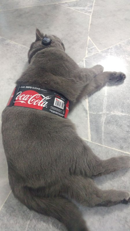 Котик с Кока колой