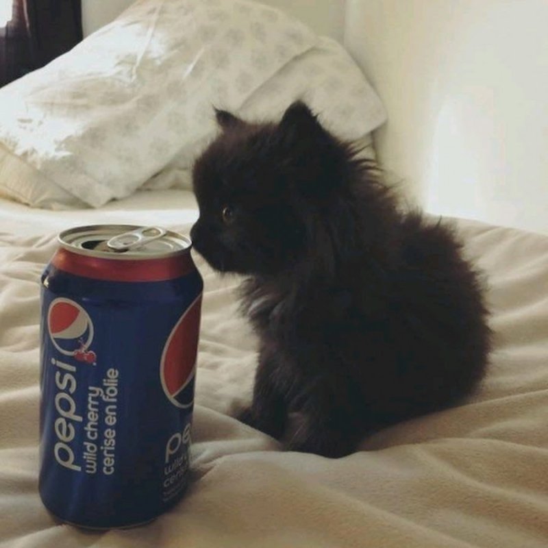 Котик с колой