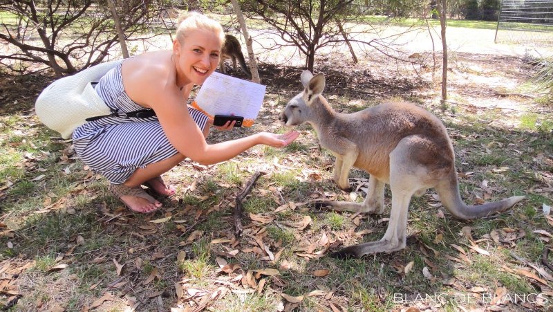 А справа кенгуру