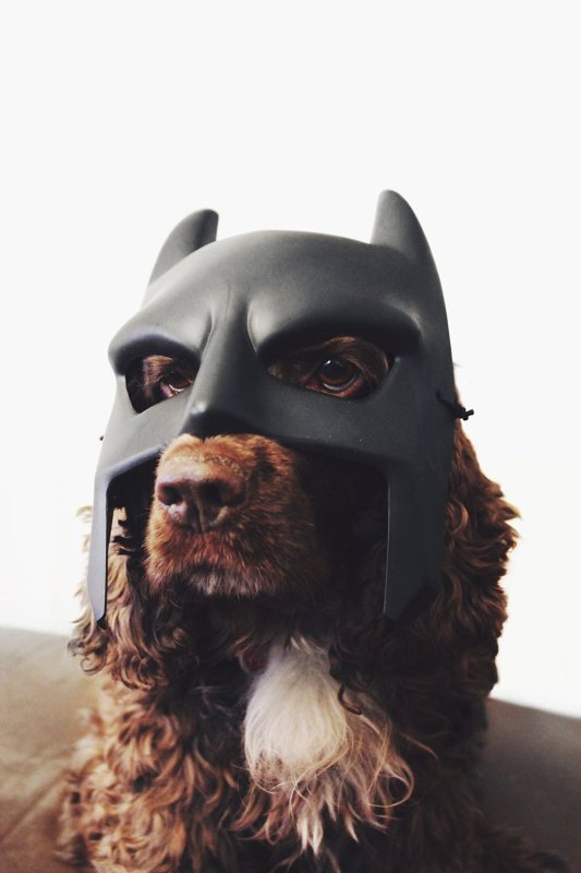 Собака в маске Бэтмена