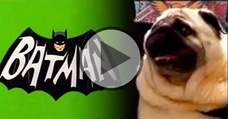 Эйс пес Бэтмена