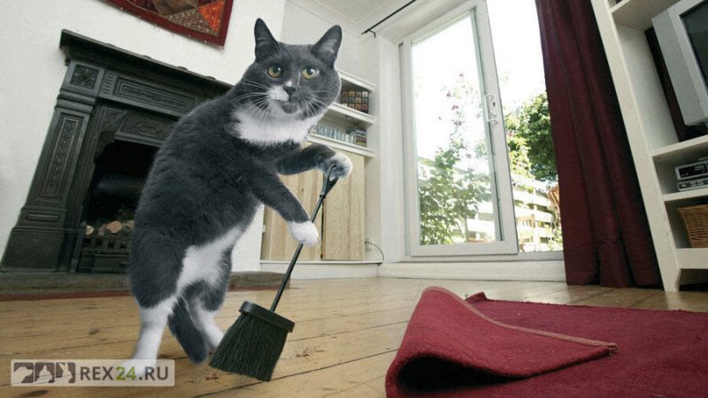 Кот подметает
