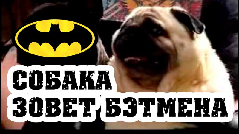 Собака зовет Бэтмена