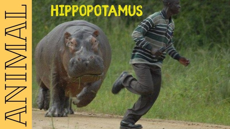 Бегемот гонится за человеком