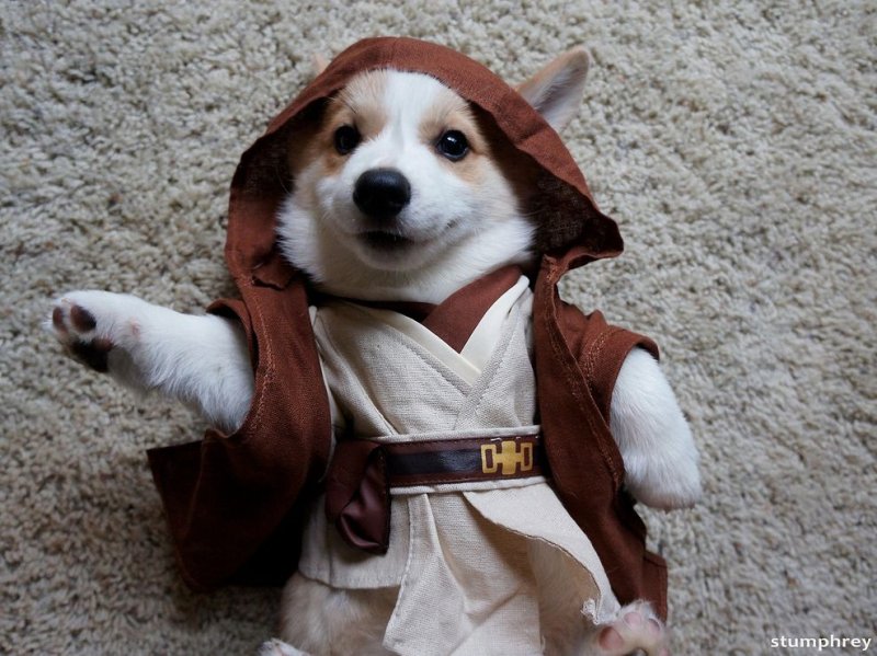 Костюм собаки