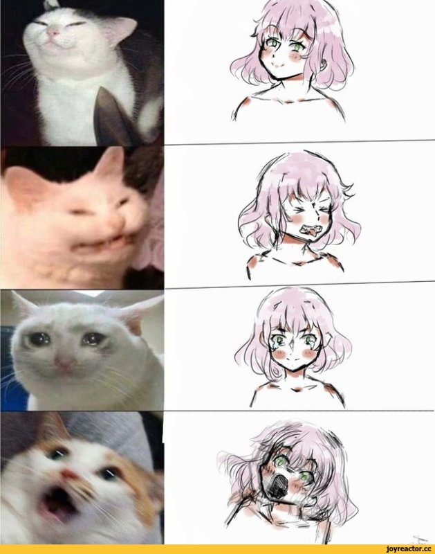 Аниме коты мемы