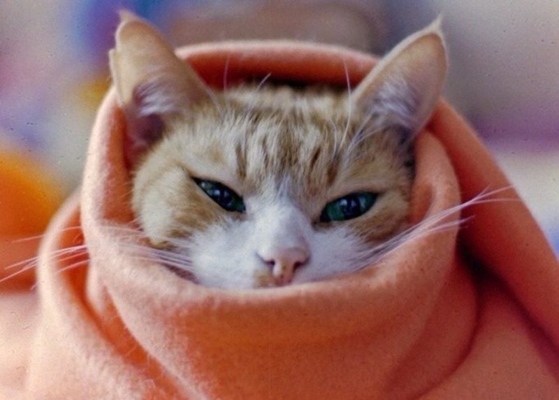 Холод кошачий