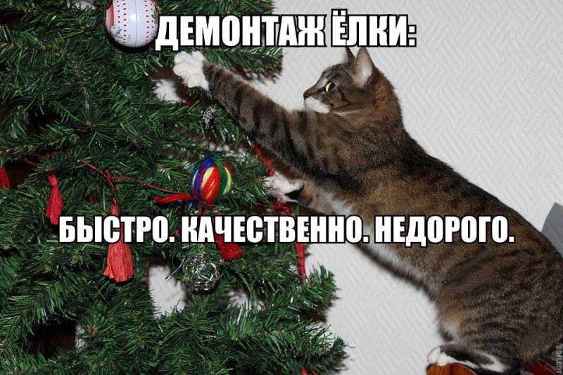Кот и Новогодняя елка мемы