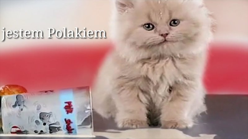 Мем я русский котенок