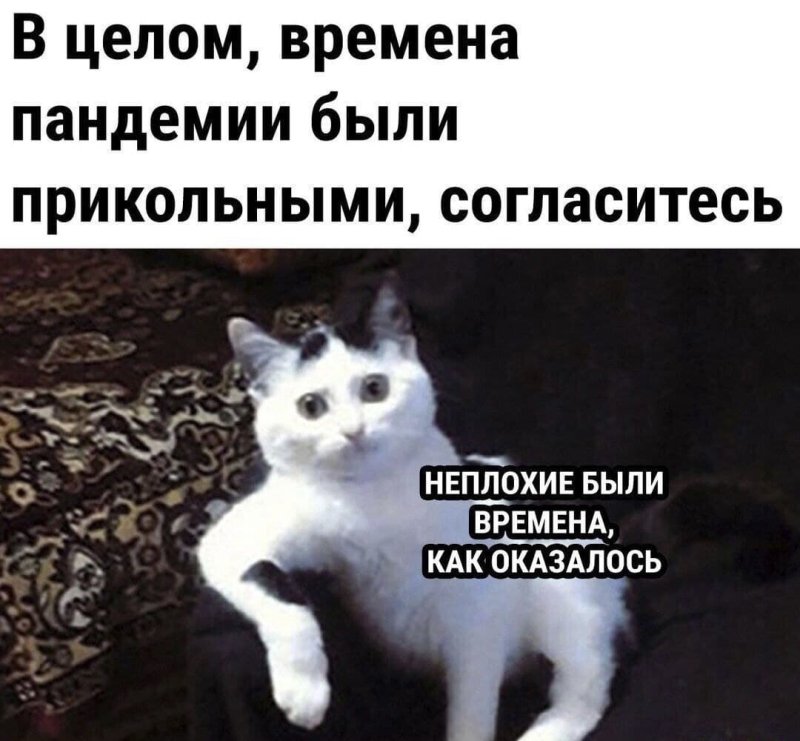Популярные мемы с котами