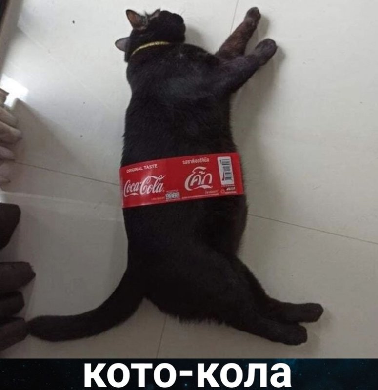 Кот Кока кола черный