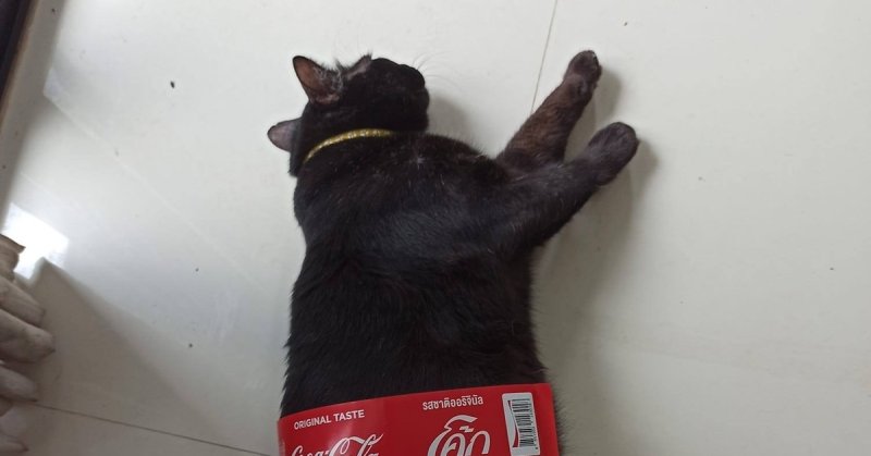 Котик с колой