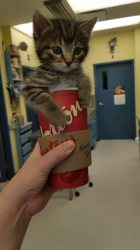 Котик кола котик кола