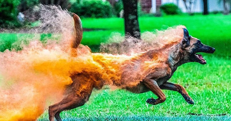 Горящий пес