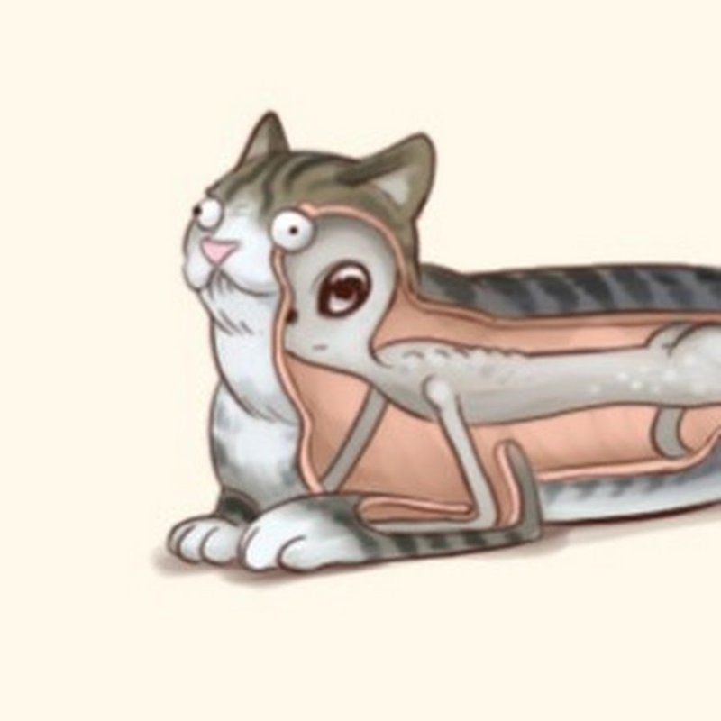 Инопланетянин в коте