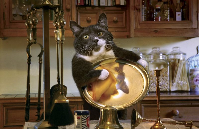 Кошка с хозяйкой