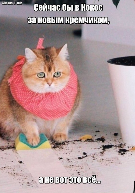 Кот убирается