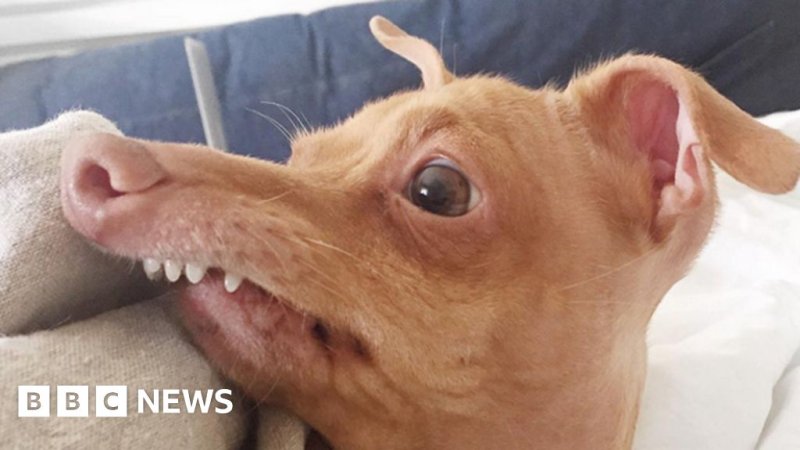 Собака с короткой нижней челюстью