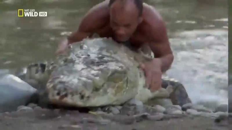 Крокодил гиф