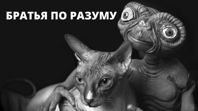 Сфинкс кошка